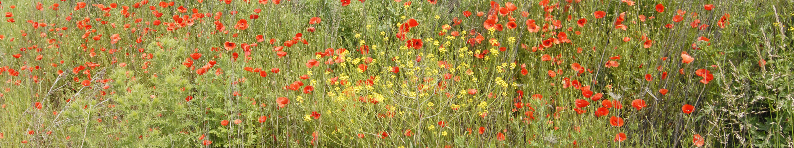 Wiese mit Wildblumen ©DLR